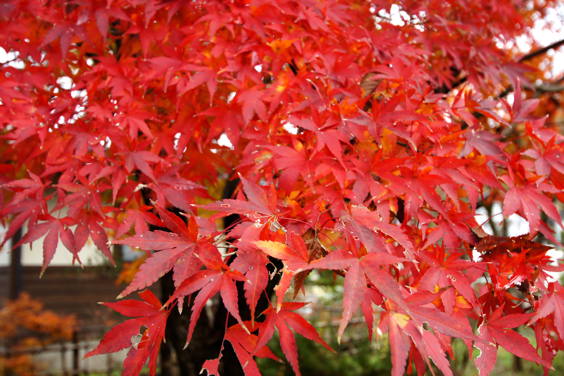 菊水寺