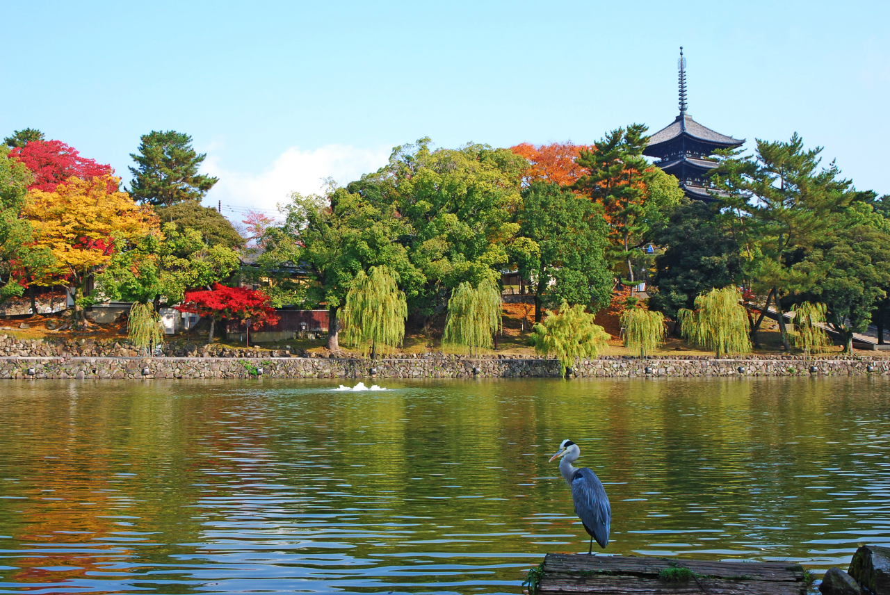興福寺 南円堂