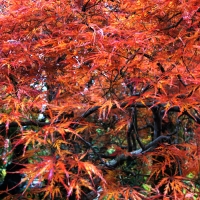長泉院