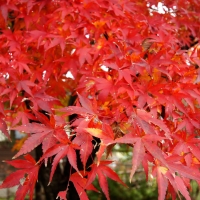 菊水寺